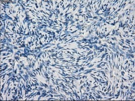 KDM4C / JMJD2C Antibody (clone OTI5B9)