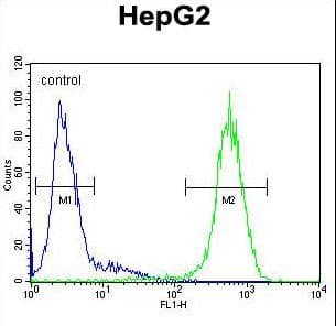 Polyclonal Rabbit anti-Human ICAM2 / CD102 Antibody (aa191-218, WB)