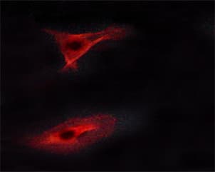 Polyclonal Rabbit anti-Human ERBB4 / HER4 Antibody (phospho-Tyr1284, IHC, IF, WB)