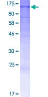 Human ARHGEF19 / WGEF Protein (Recombinant GST)