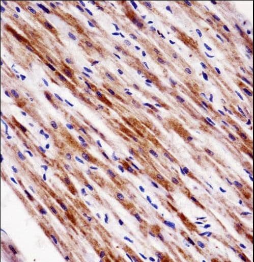 Polyclonal Rabbit anti-Human NR1D2 Antibody (aa266-294, IHC, WB)