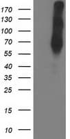 LIMK1 / LIMK Antibody (clone OTI1F1)