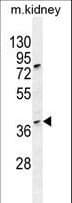 CCNH / Cyclin H Antibody (aa24-52)