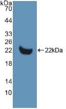 MMP13 Antibody (aa290-468, Biotin)