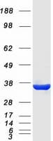Human KCNRG Protein (Recombinant Myc-DDK (Flag))