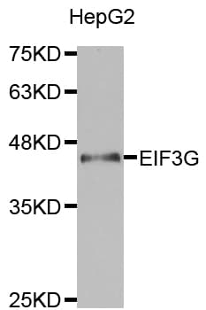 EIF3G Antibody