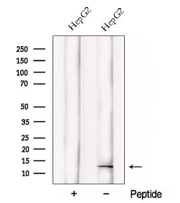 DDA1 Antibody