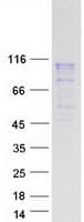 Human NDST1 Protein (Recombinant Myc-DDK (Flag))
