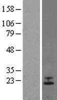 FGF6 Protein (Over-Expression Lysate Myc-DDK (Flag))