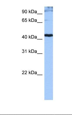 SRSF6 / SRP55 Antibody (aa143-192)