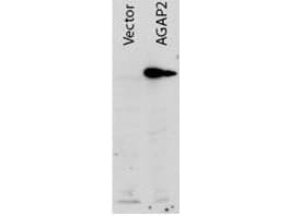 IHC-plus™ AGAP2 / PIKE Antibody