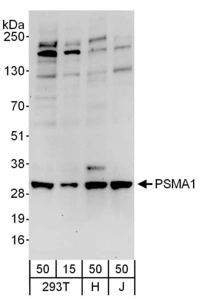 PSMA1 Antibody (aa163-213)