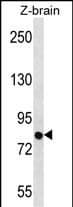 Polyclonal Rabbit anti-Zebrafish SIM1 Antibody (N-Terminus, WB)