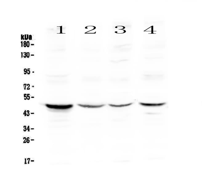 CASP4 / Caspase 4 Antibody