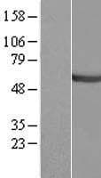 CEP55 Protein (Over-Expression Lysate Myc-DDK (Flag))