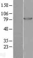 PFKM / PFK-1 Protein (Over-Expression Lysate Myc-DDK (Flag))