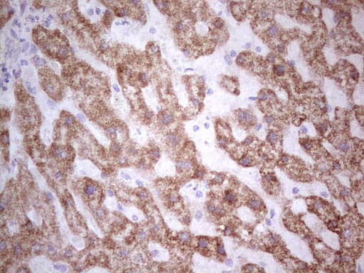 SUOX / Sulfite Oxidase Antibody (aa320-545, clone OTI5A2)