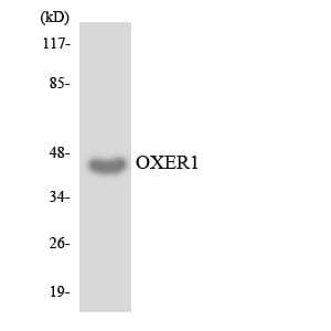 OXER1 Antibody (aa202-251)