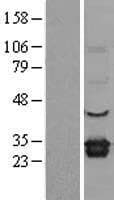 ELMO1 / ELMO 1 Protein (Over-Expression Lysate Myc-DDK (Flag))