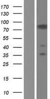 CASS4 Protein (Over-Expression Lysate Myc-DDK (Flag))