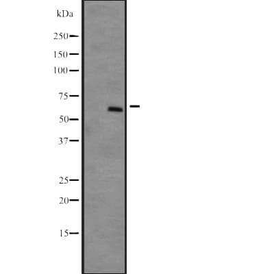 DYRK4 Antibody