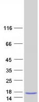 Human C6orf223 Protein (Recombinant Myc-DDK (Flag))