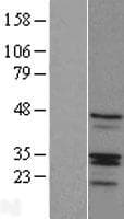 RIBC1 Protein (Over-Expression Lysate Myc-DDK (Flag))