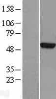 TUBA3D / Tubulin Alpha 3D Protein (Over-Expression Lysate Myc-DDK (Flag))