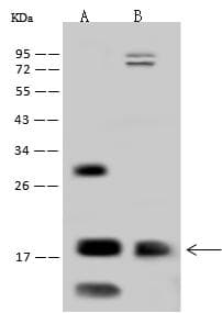 Polyclonal Rabbit anti-Human OCIAD2 Antibody (IHC, IF, WB)