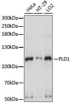 PLD1 / Phospholipase D1 Antibody