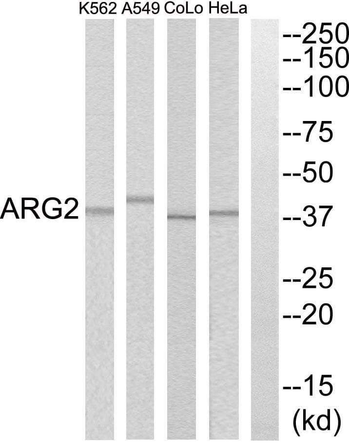 ARG2 / Arginase 2 Antibody