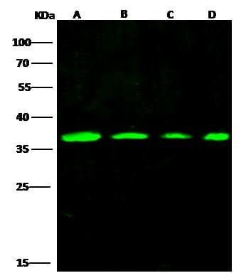 PCNA Antibody (Preservative Free)