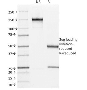 L1CAM Antibody (clone UJ127, Azide-free, BSA-free)