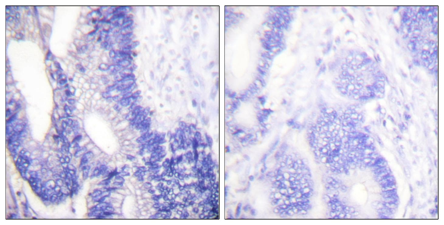 CLDN3 / Claudin 3 Antibody