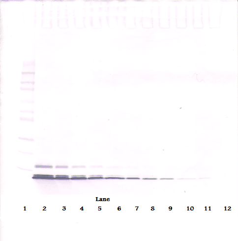 CCL5 / RANTES Antibody
