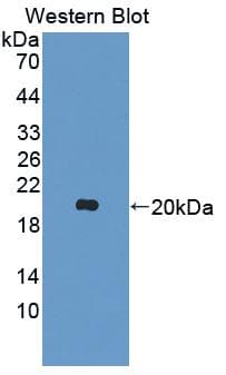 IL-10 Antibody (aa19-178)