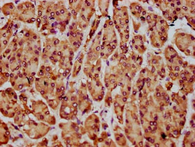 NLN / Neurolysin Antibody