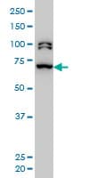 BRD3 Antibody (clone 6F3)