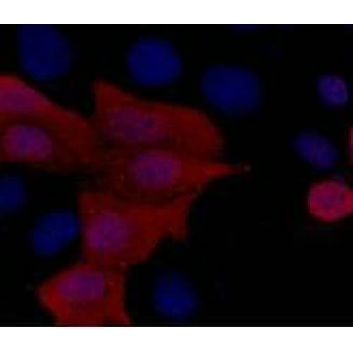 His Tag Antibody (clone 4E6)