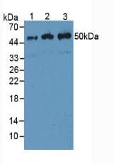 ENO2 / NSE Antibody (aa1-434)