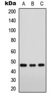 FOXD3 Antibody (Internal)