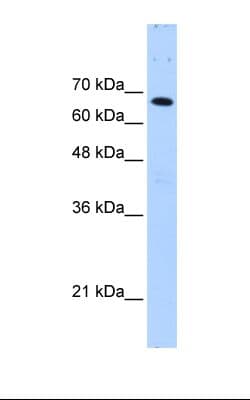 FBXW7 / FBW7 Antibody (C-Terminus)