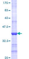 Human CCNB3 / Cyclin B3 Protein (Recombinant GST, N-terminus)
