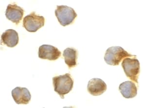 CASP8 / Caspase 8 Antibody