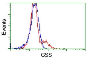 Monoclonal Mouse anti-Human GSS / Glutathione Synthetase Antibody (clone OTI2G3, WB)
