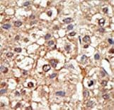 PIAS4 / PIASY Antibody (aa48-79)