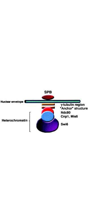 SWI6 Antibody