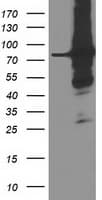 PRMT2 Antibody (clone OTI1A3)