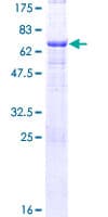 Human MAGE12 / MAGEA12 Protein (Recombinant GST)