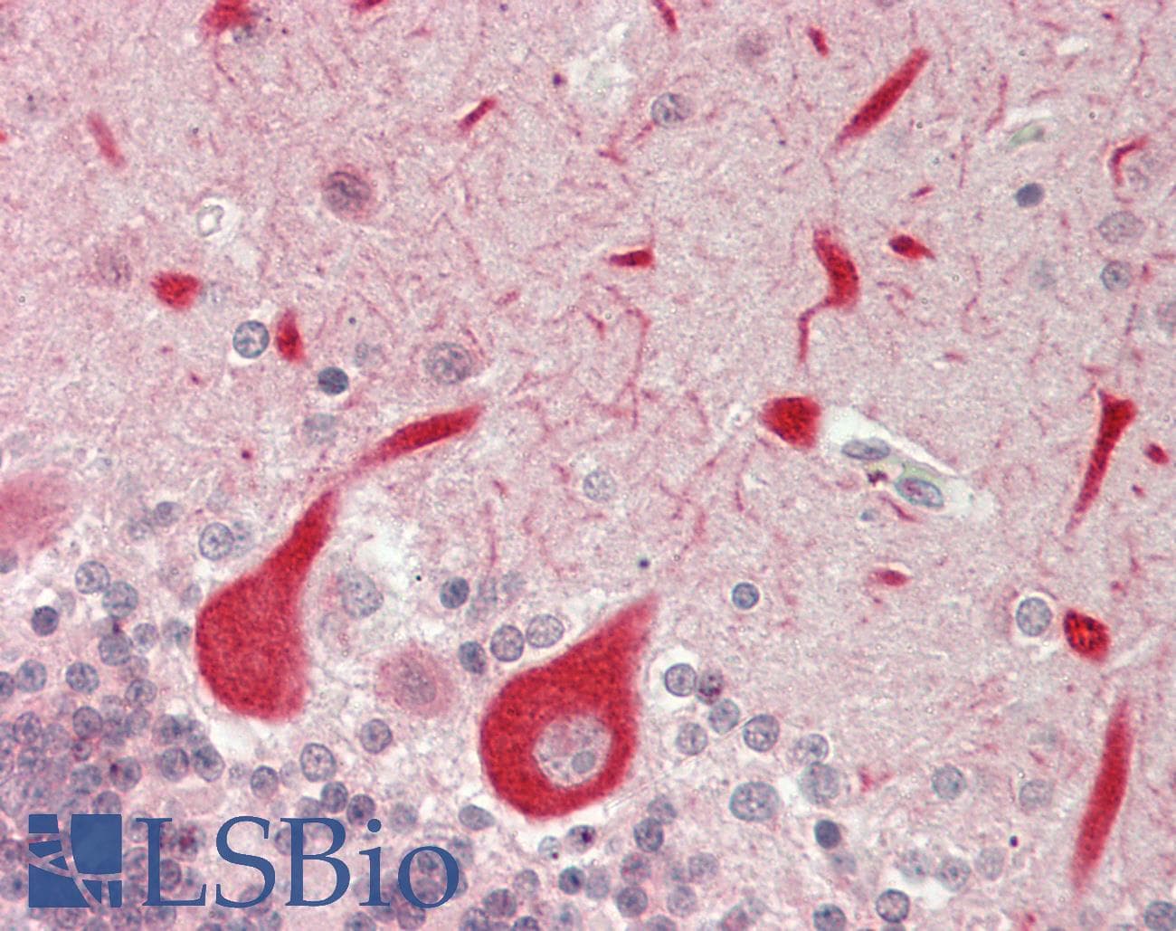 IHC-plus™ Polyclonal Rabbit anti-Human GPR152 Antibody (aa10-59, IHC, WB)
